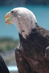 profil