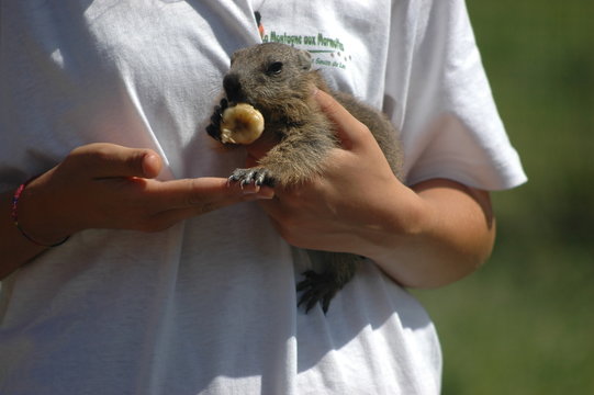 marmotton 3
