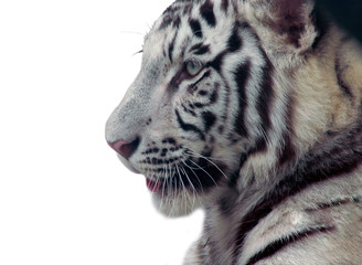 isolated white tiger