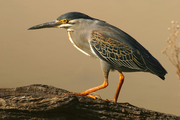 green-backed heron
