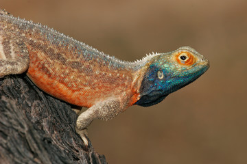 ground agama
