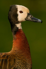 white-faced duck
