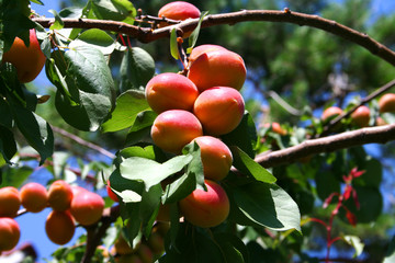 aprikosenbaum in einer obsplantage