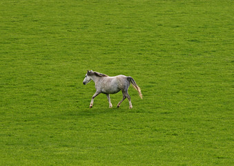 Obraz premium grey horse