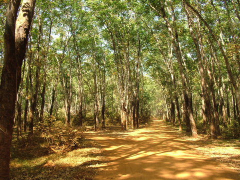 plantation d'heveas, cambodge