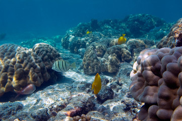 Obraz na płótnie Canvas tropical fish and corals