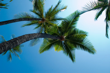 Fototapeta na wymiar palmy i niebo