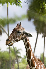 giraffe