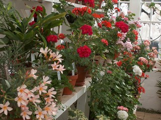 blumen im wintergarten