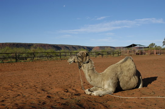 Dromadaire Images Browse 3,210 Stock Photos, Vectors, and Video