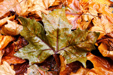 autumn leaves
