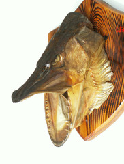 pike