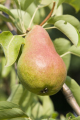 poire