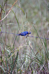 mountain bluebird 2