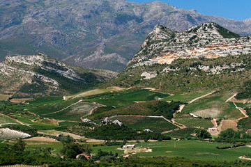 vignoble