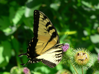 yellow swallowtail on thistle