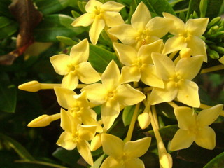 Obraz premium fleur