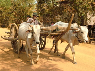 char a boeufs, cambodge