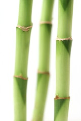 Fototapeta na wymiar 3 łodygi bambusa