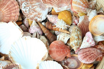 shells