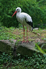 storch