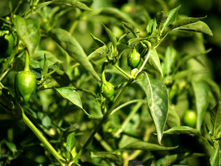 pimientos