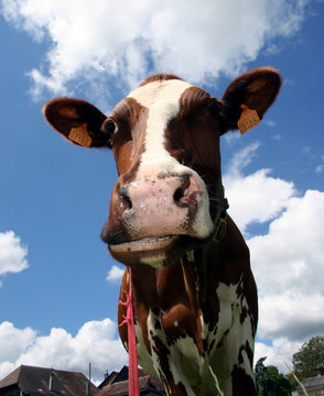vache 10
