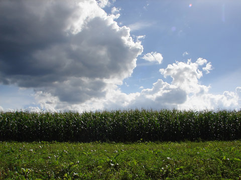 corn field and dramatic sky