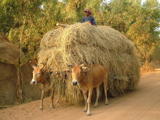 char a boeufs, cambodge