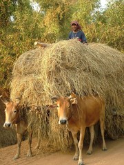 char a boeufs, cambodge