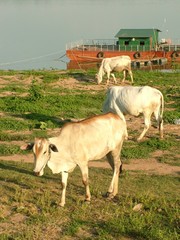 vaches, cambodge
