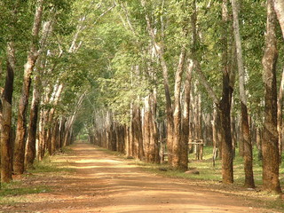 hevea, cambodge
