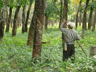 plantation d'heveas, cambodge