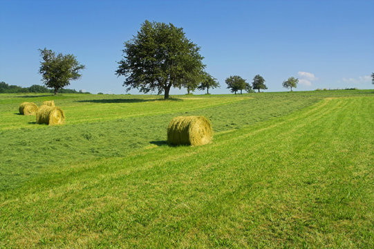 field with hay rolls