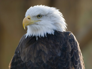 bald eagle portrait