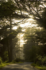 morning undergrowth, Redwood park, California
