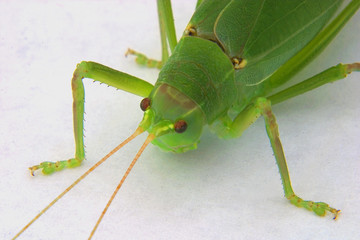 bug 1