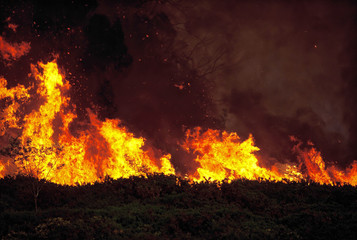 bush fire