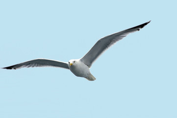 mouette 13