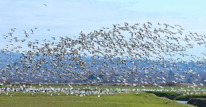wild geese in flight