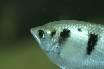 schützenfisch