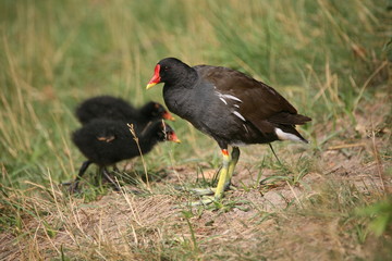 teichhuhn