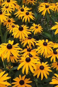 rudbeckia fulgida