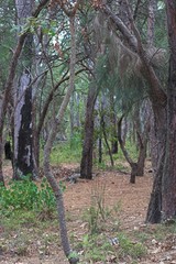 Obraz premium sw aussie bush