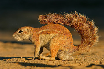 ground squirrel
