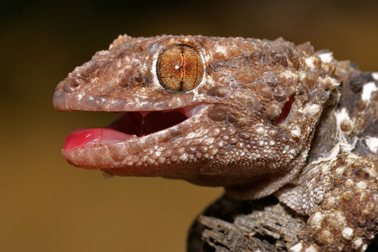 bibron gecko
