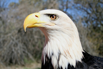 bald eagle
