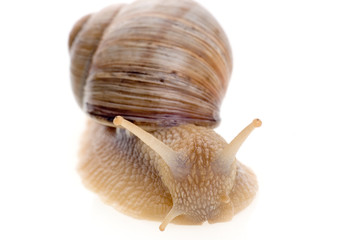 snail
