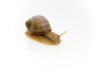 snail