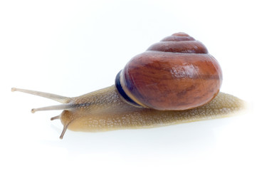 snail © Fatman73
